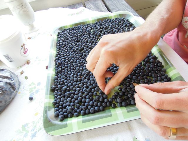 Martin rensar sin skörd