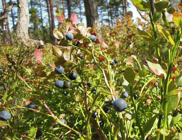 Härliga blåbärsris!