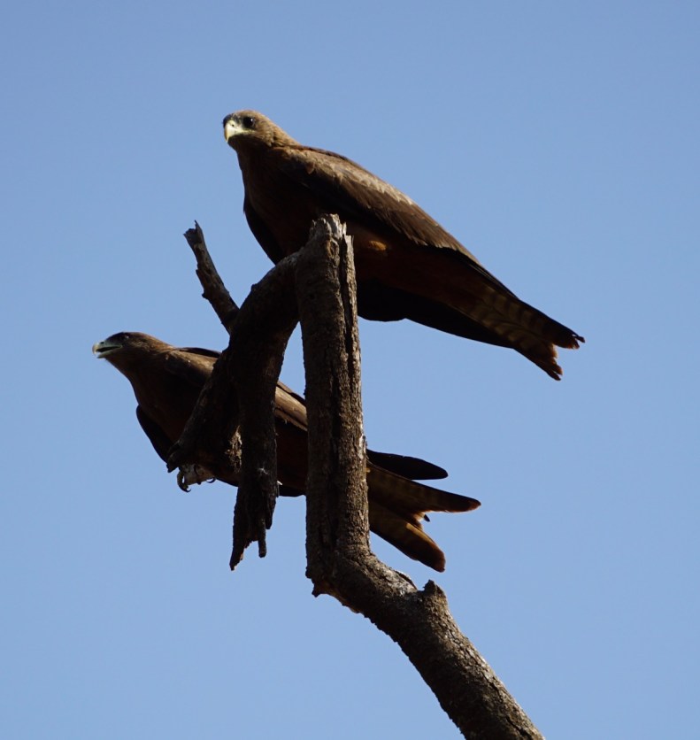 Glada glador med perspektiv på tillvaron