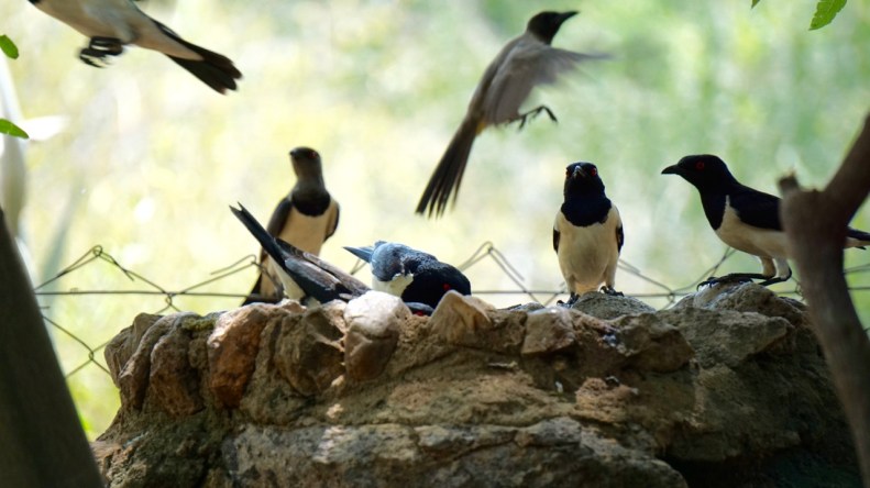 Full aktivitet vid fågelbadet