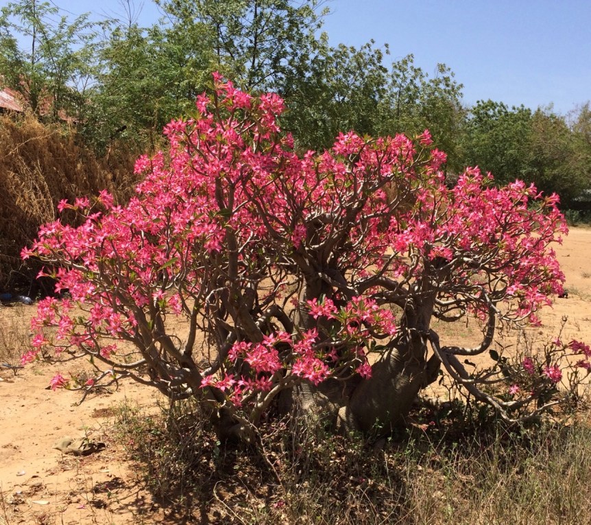 Blommande elefantfot